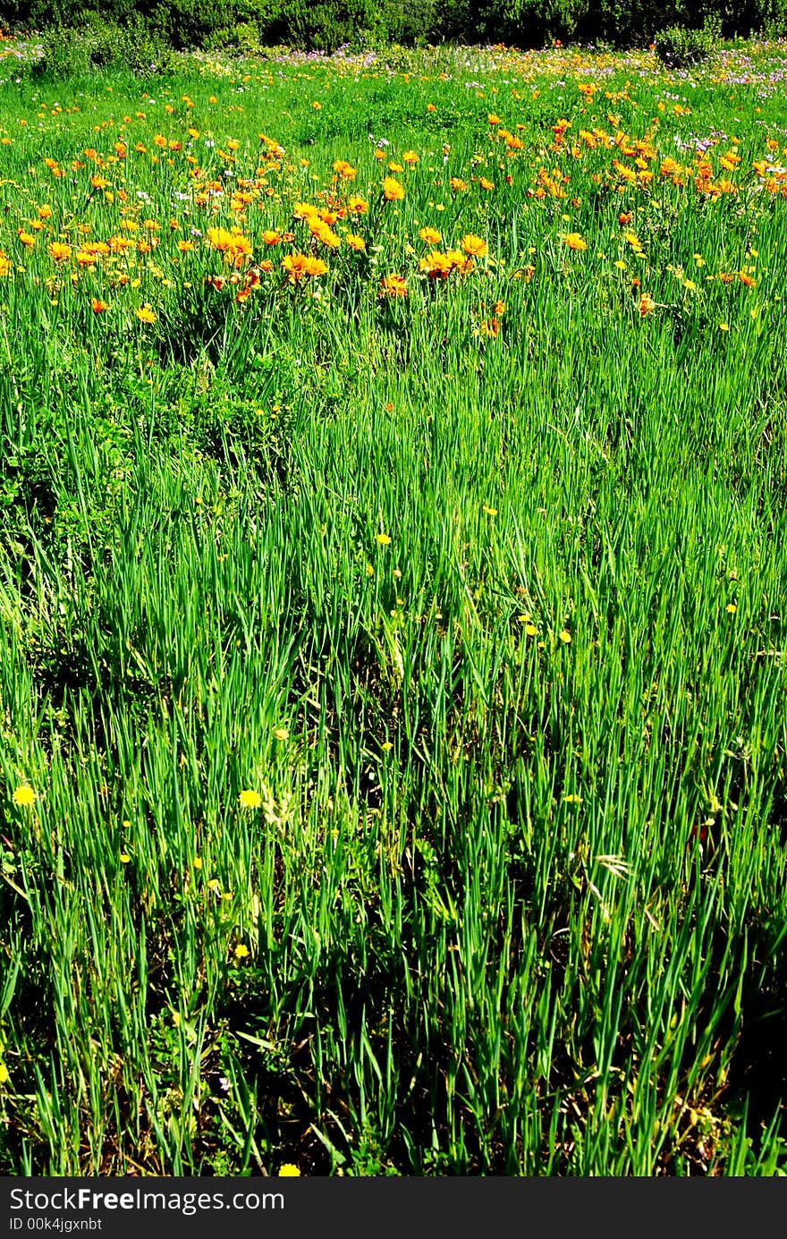 Green grass field with orange flowers in bloom. Green grass field with orange flowers in bloom