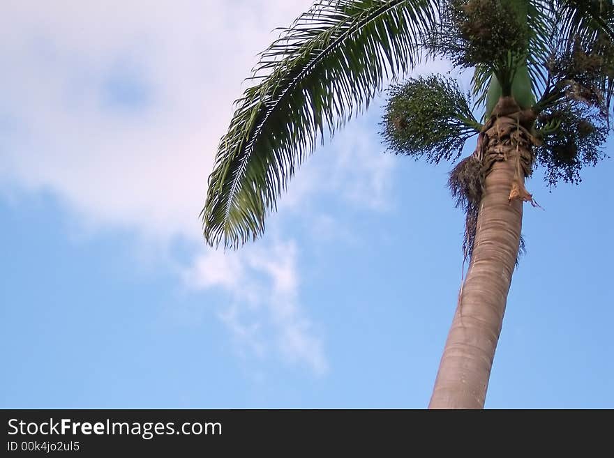 Abstract view of a palm tree