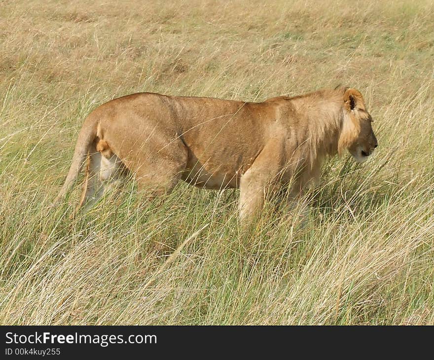 Young lion in savanna - Masai Mara, Kenya