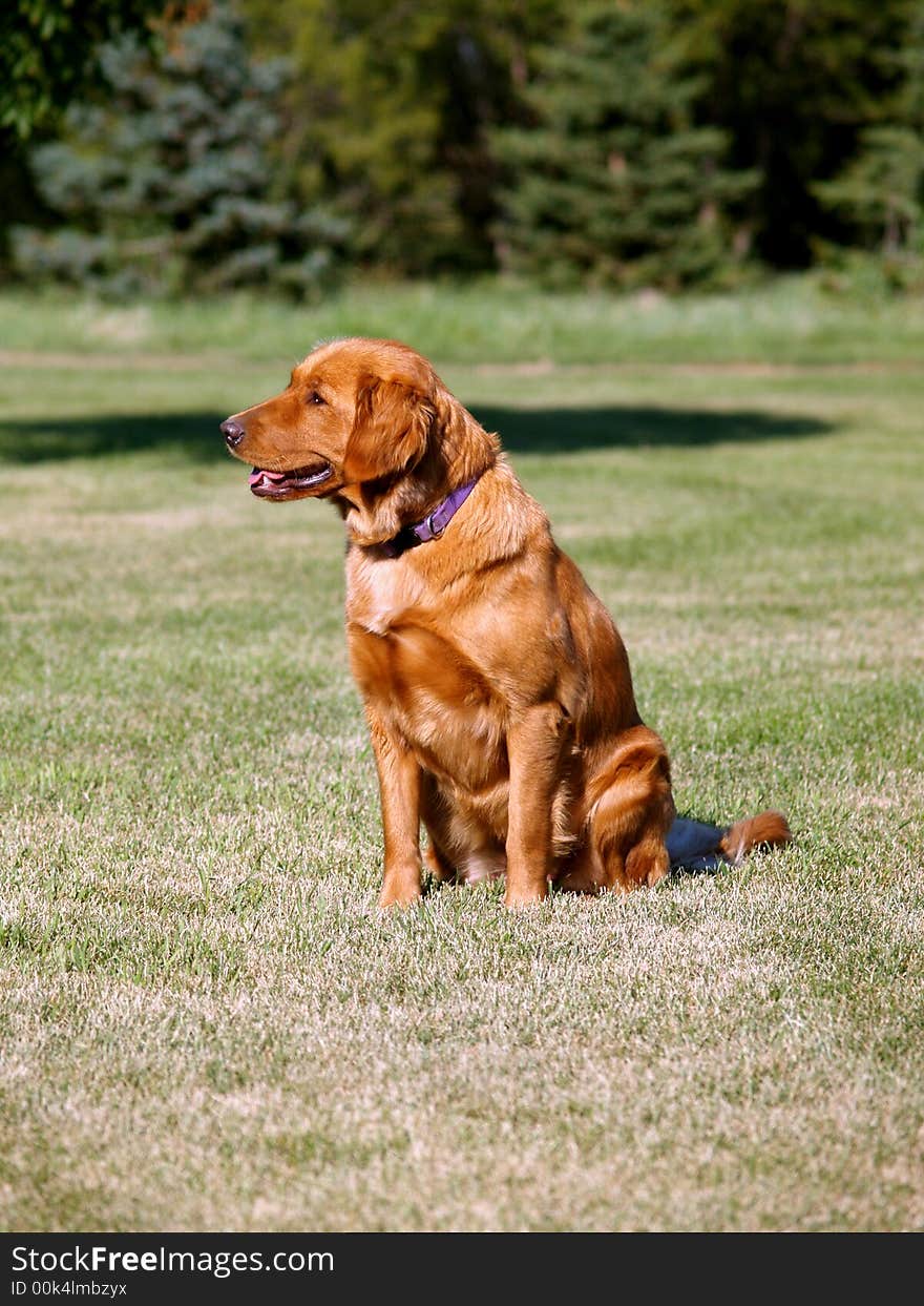 My nephews\' dog.  Sitting still like a good dog for her picture. My nephews\' dog.  Sitting still like a good dog for her picture.