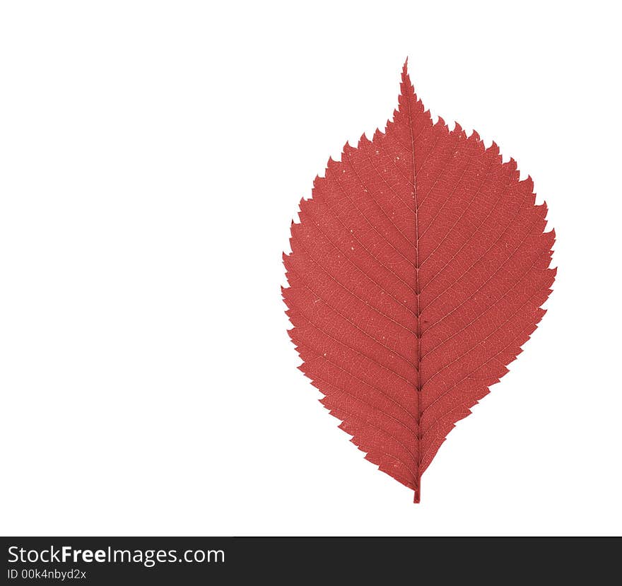 Red leaf isolated on white