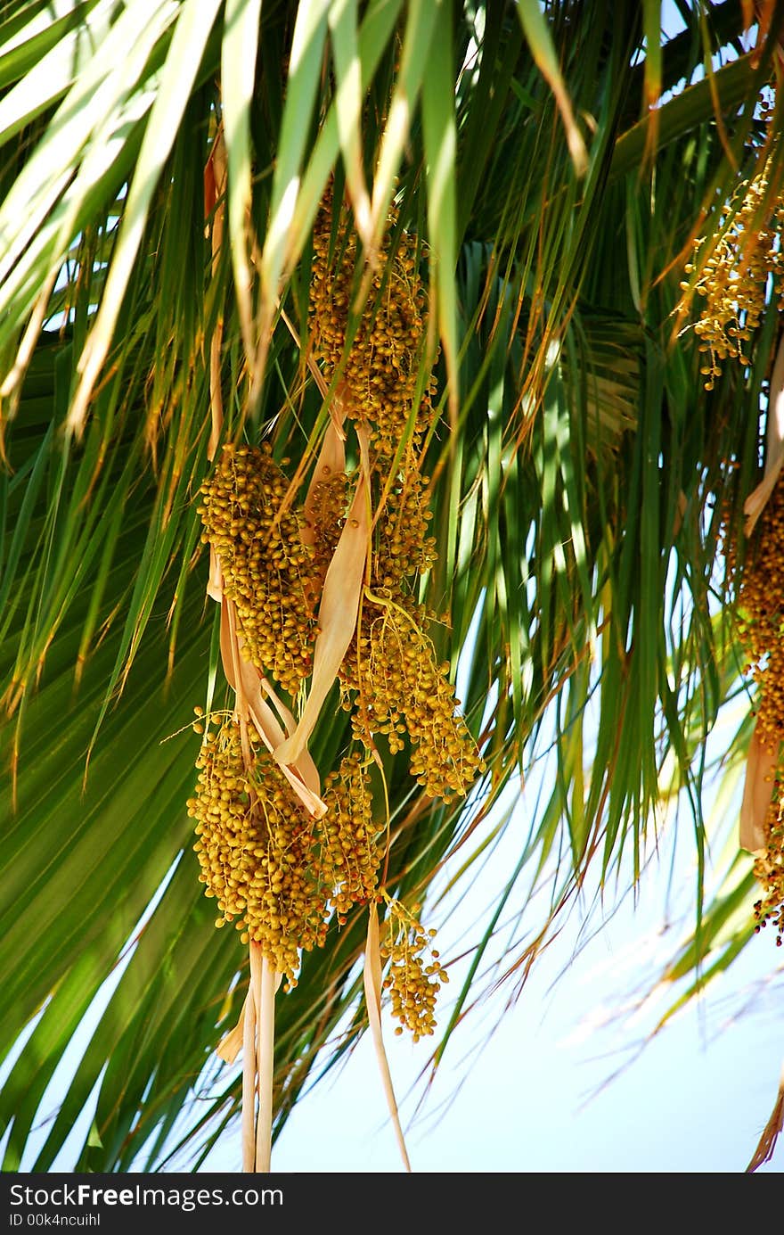 Bunch of fruits / seeds from a palm tree. Bunch of fruits / seeds from a palm tree