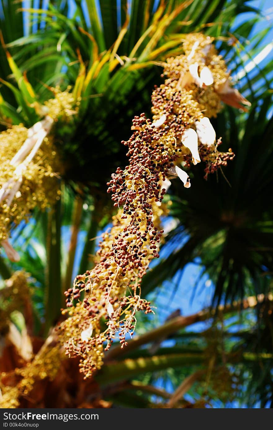 Bunch of fruits / seeds from a palm tree. Bunch of fruits / seeds from a palm tree