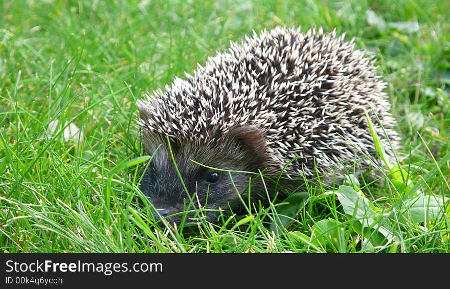 Closeup of baby hedgehof in the grass. Closeup of baby hedgehof in the grass