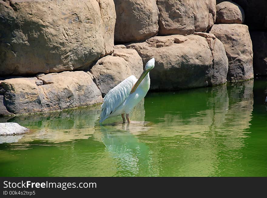 A Pelikan In A Zoo