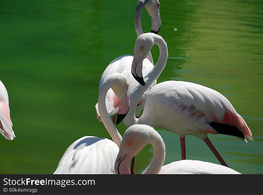 Bright Colored Elegant Flamingos