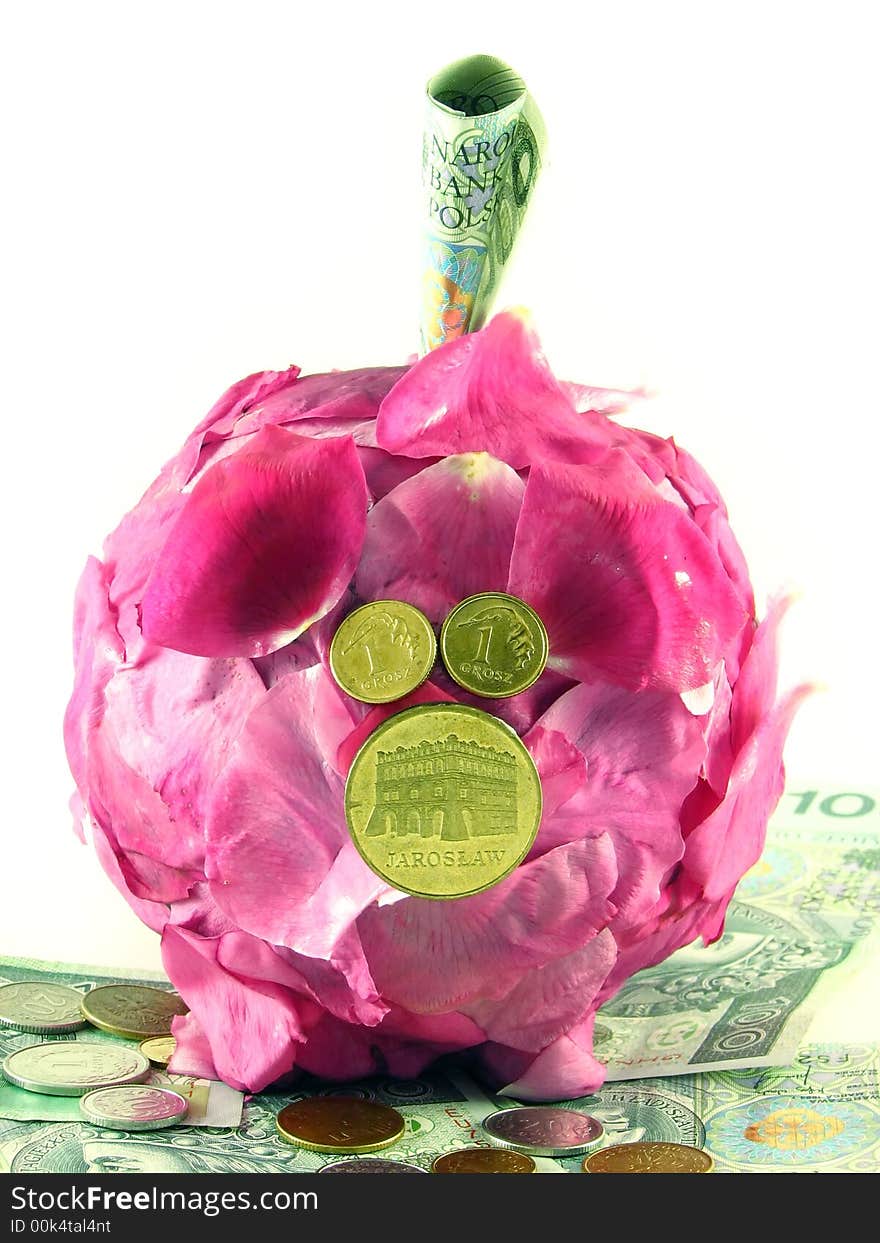 Pink pig of money-box