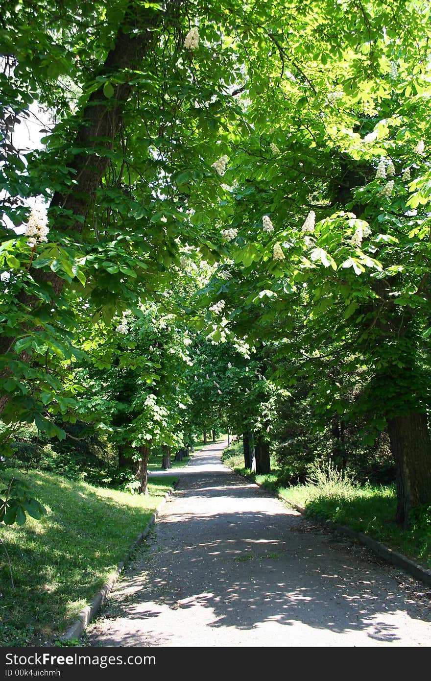 Chestnut alley