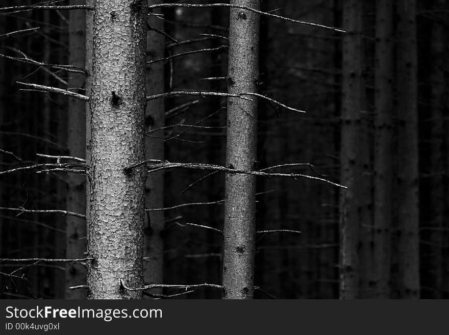 Pine tree trunk details in a forest. Pine tree trunk details in a forest