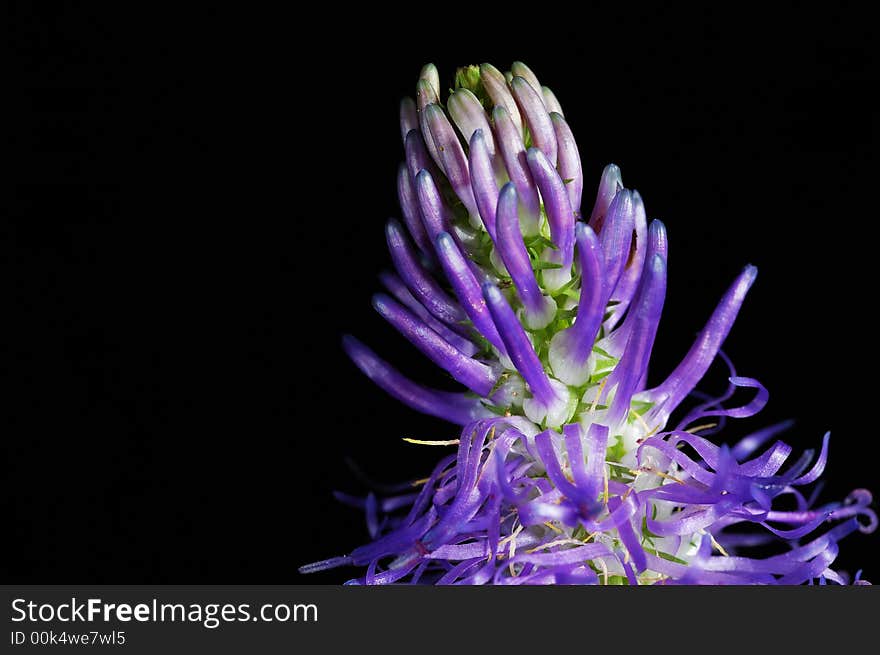 Close up photo of wild purple flower