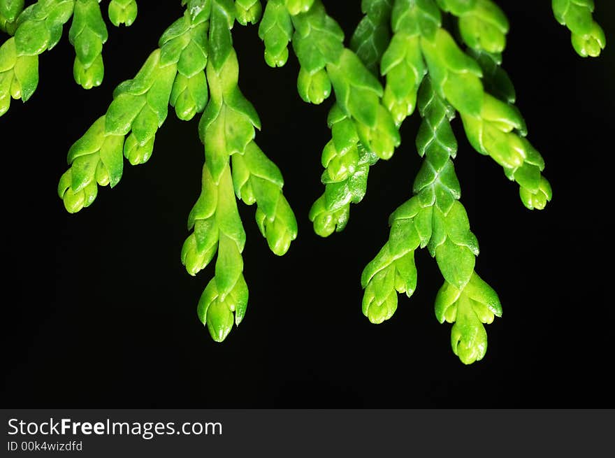 Close-up photo of green cypress leaves