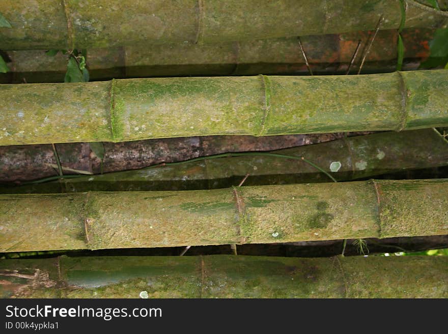 Close-up of bamboo growing in Perto Rican rainforest