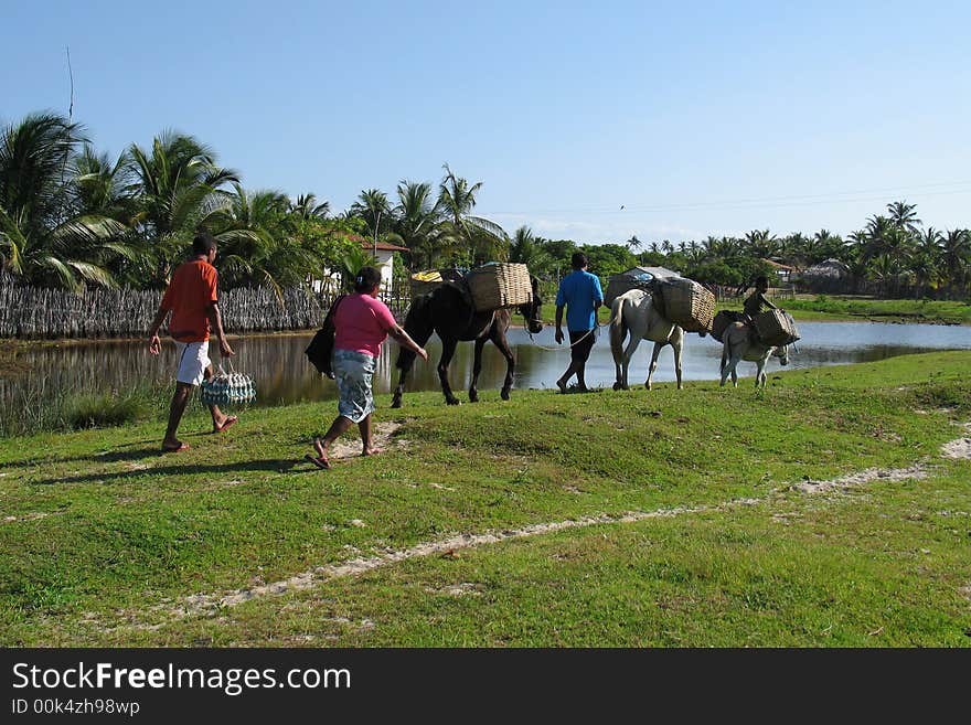 Family trip to the horse