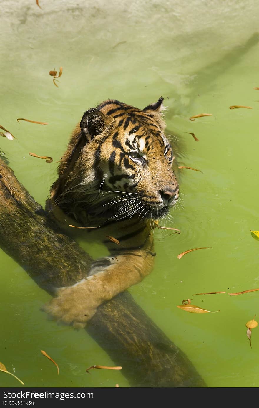 Tiger paw