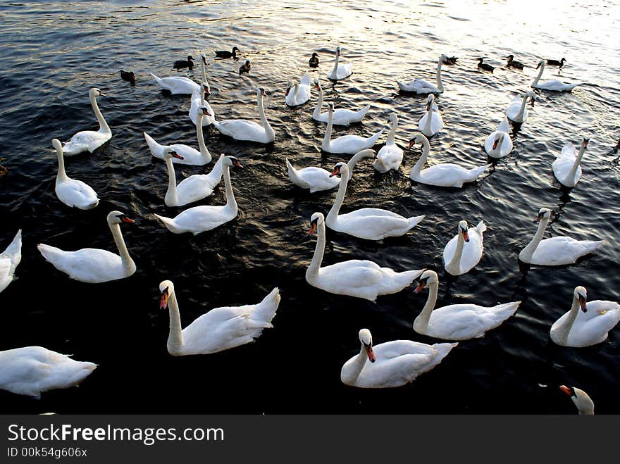 Swans