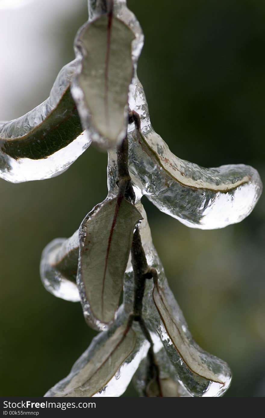 Iced Over Leaves