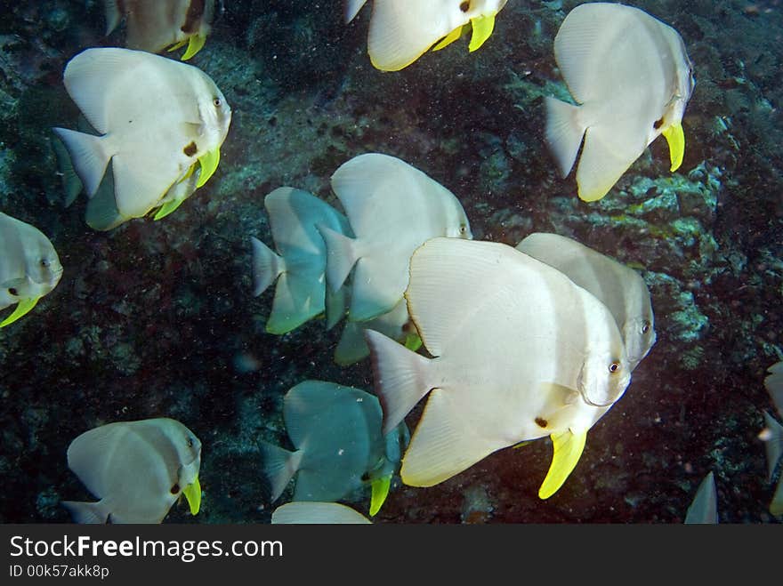 Schooling Teira batfish at Sail Rock dive site close to Koh Tao island in Thailand. Schooling Teira batfish at Sail Rock dive site close to Koh Tao island in Thailand