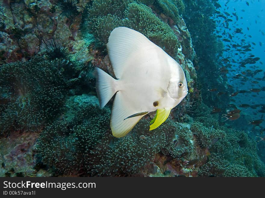 Batfish close-up