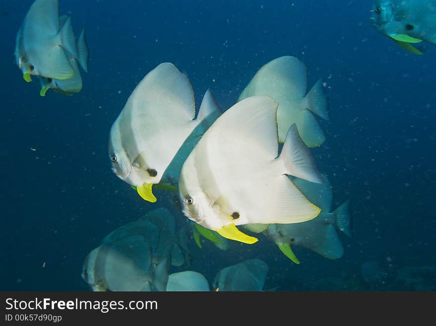 Batfish portrait