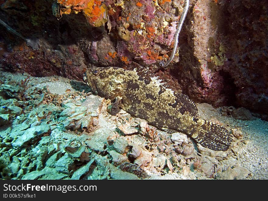 Giant grouper at chumphon pinnacle dive site close to Koh Tao island in Thailand