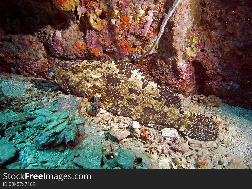 Giant grouper at chumphon pinnacle dive site close to Koh Tao island in Thailand. Giant grouper at chumphon pinnacle dive site close to Koh Tao island in Thailand