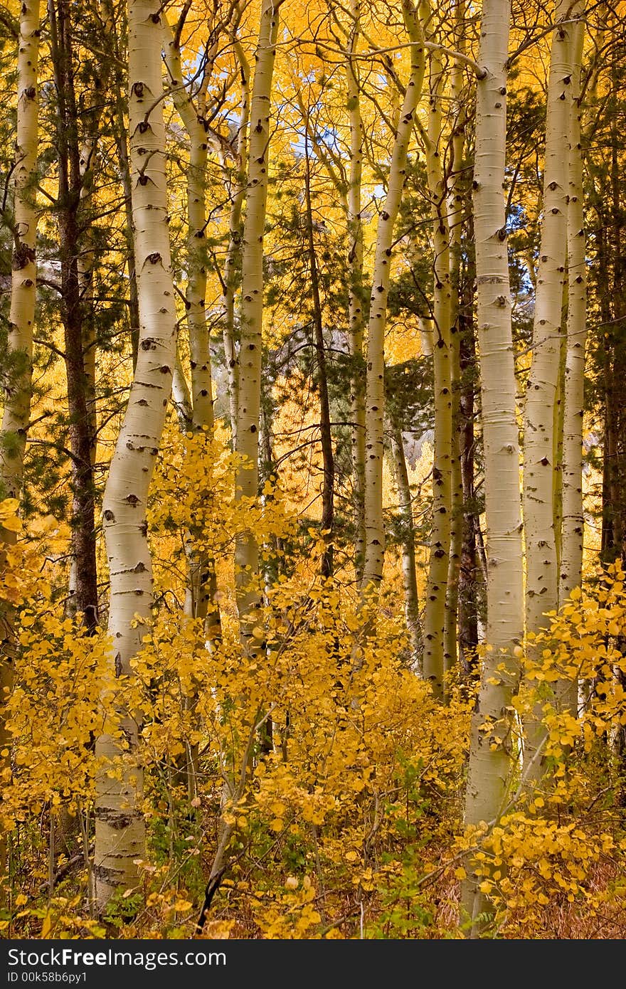 Yellow aspens in fall season. Yellow aspens in fall season