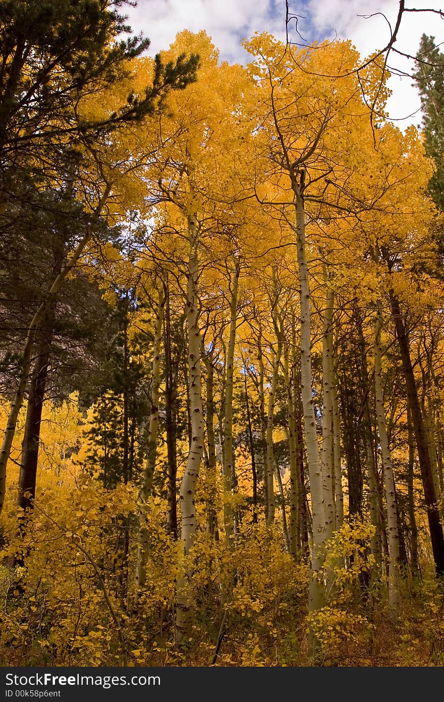 Yellow aspens in fall season. Yellow aspens in fall season