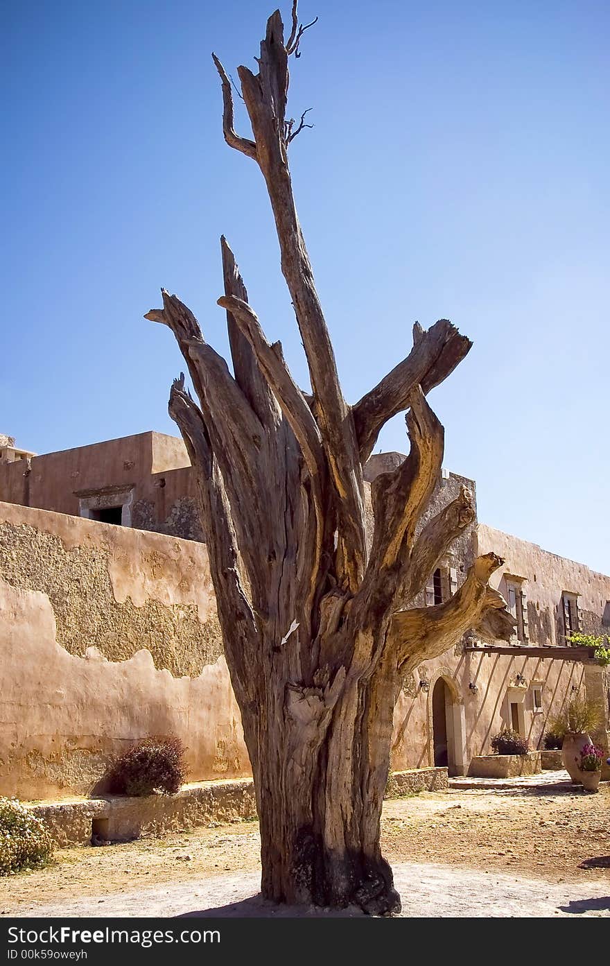 Monastery gnarly tree