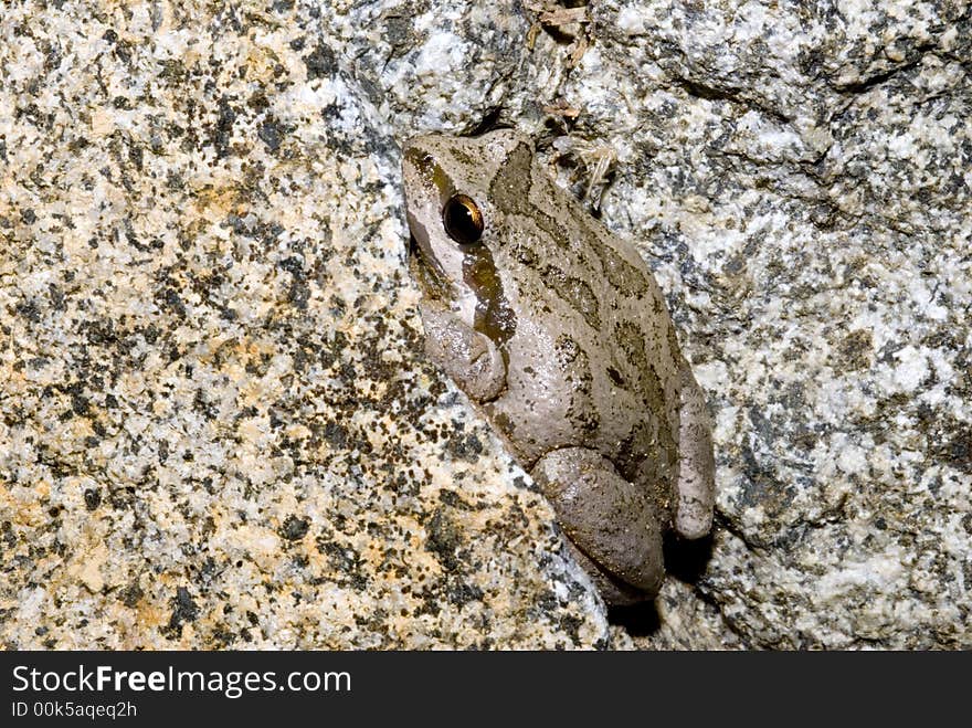 Pacific tree frog