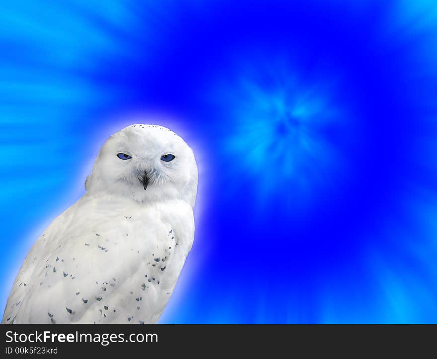 A snowy owl against a blue background