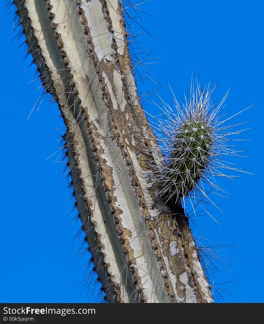 Cactus In Sun