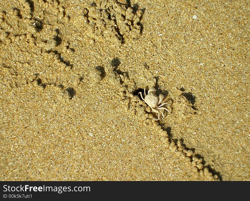 Small crab is building his home. He put a lot of round grains of sand near his hole. Small crab is building his home. He put a lot of round grains of sand near his hole.