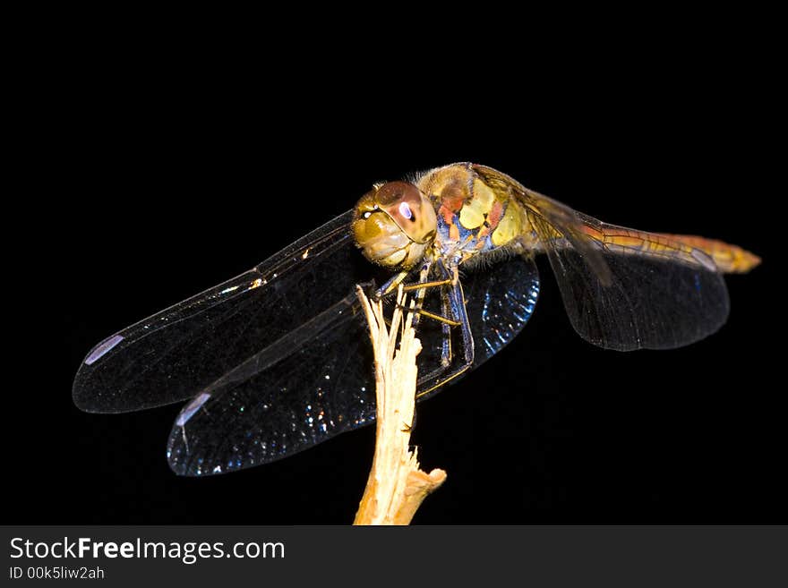 Macrophotography of an liveller on an small wood. Macrophotography of an liveller on an small wood