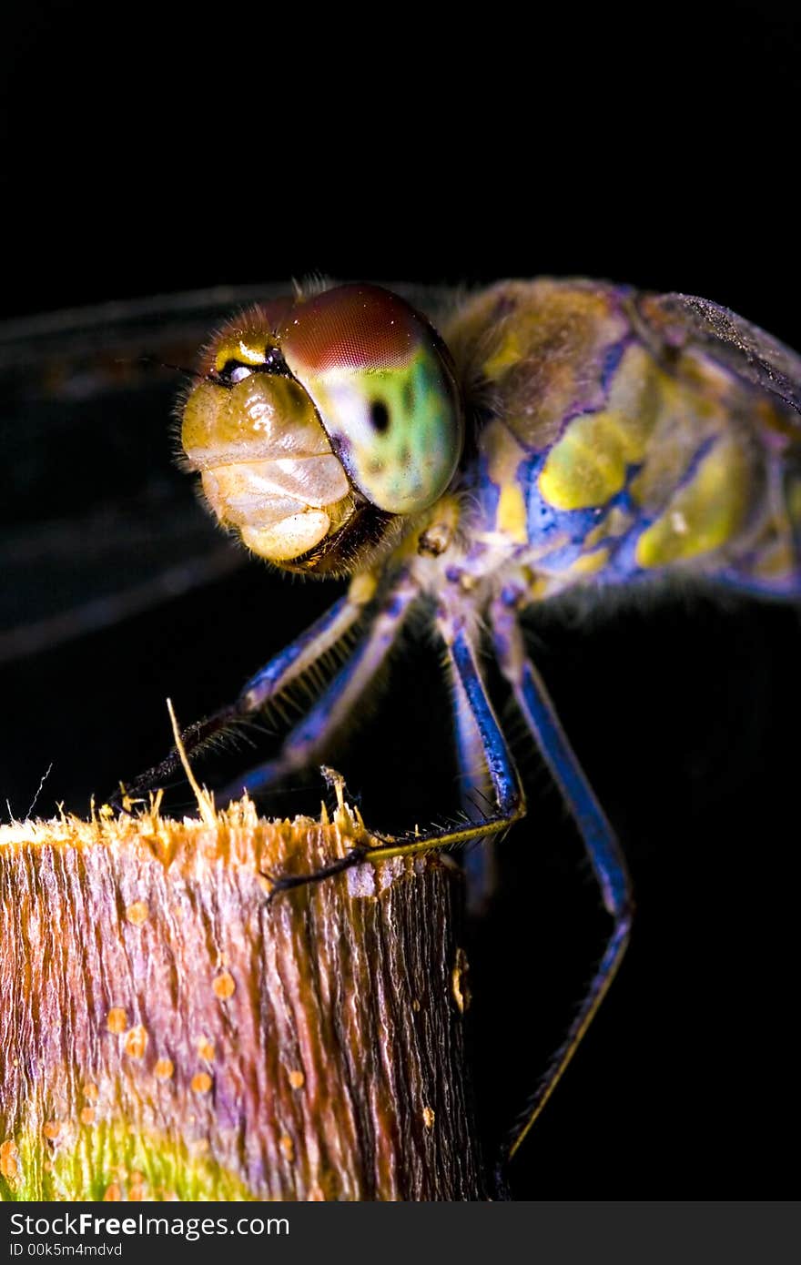 Macrophotography of an liveller on a small wood. Macrophotography of an liveller on a small wood