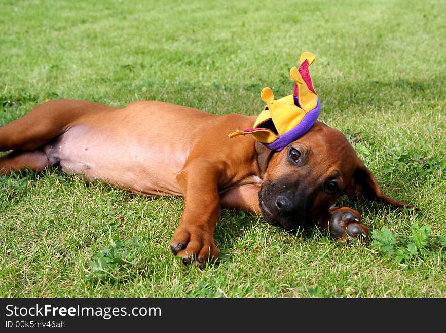 Puppy ridgeback is a king of dogs