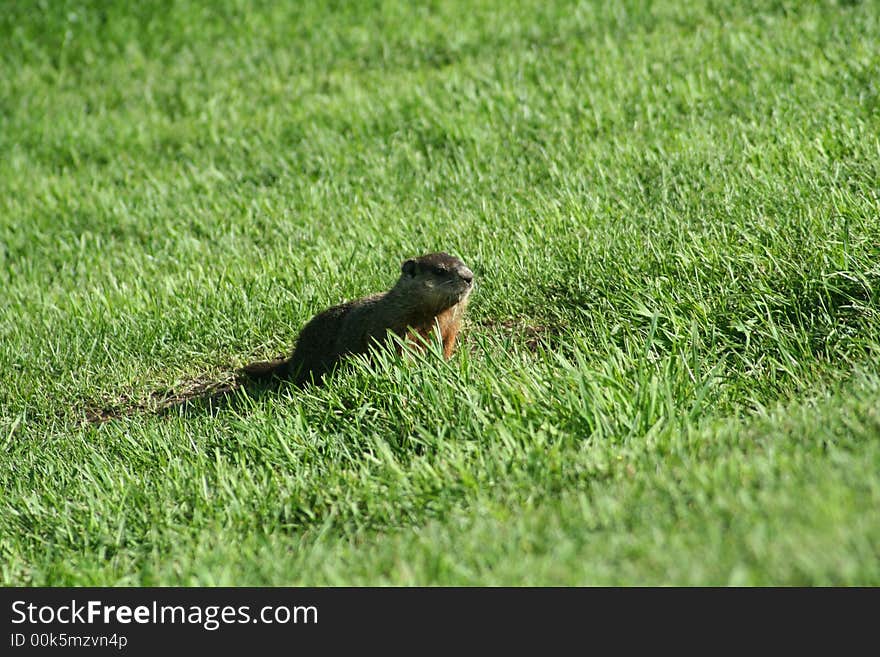 Marmot in a candian park. Marmot in a candian park