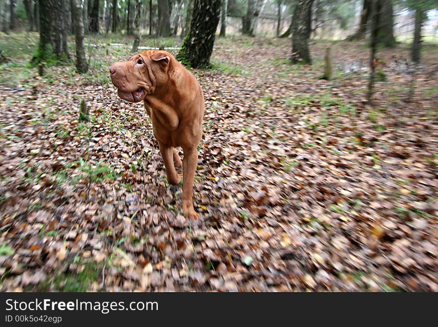 Running Chinese Shar-pei at forest