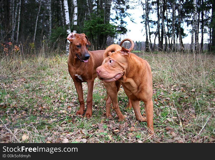 Game of ridgeback and Chinese Shar-pei. Game of ridgeback and Chinese Shar-pei