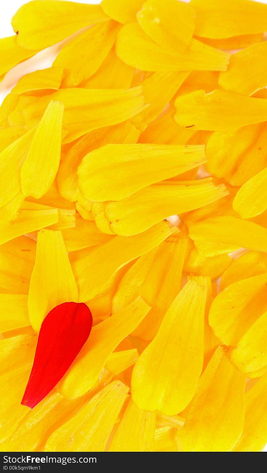 A lot of yellow petals and one red on them. A lot of yellow petals and one red on them