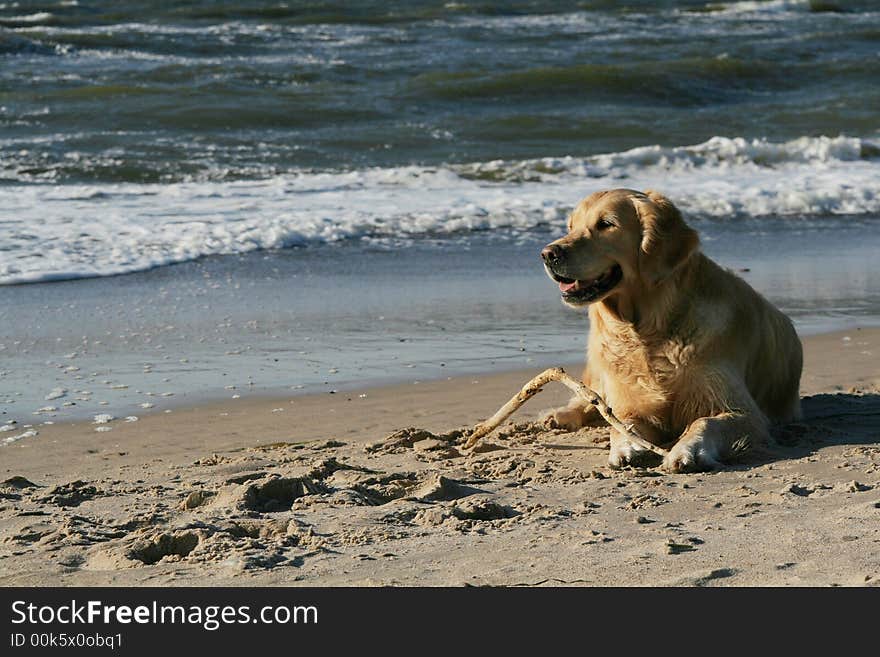 Golden retriever