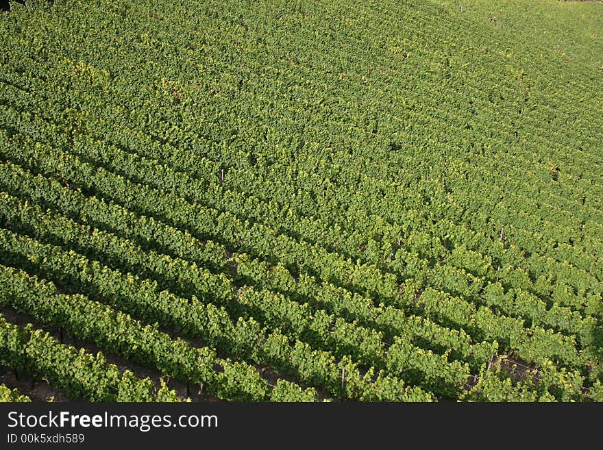 Looking down on a German vineyard.