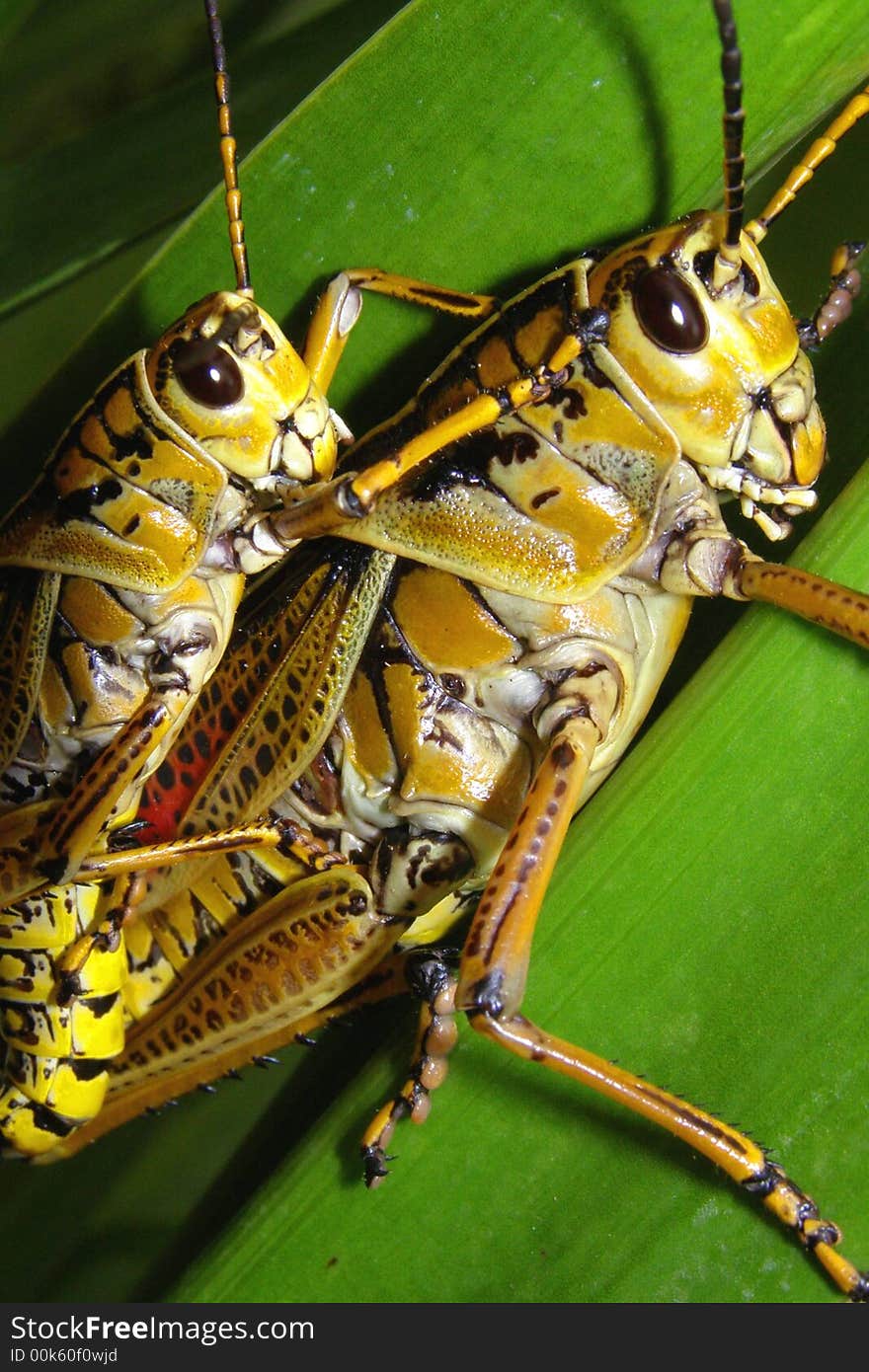 Grasshoppers Caught In The Act