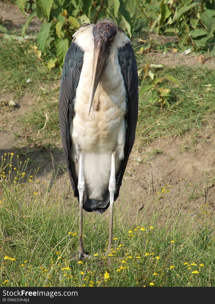 Marabou stork in Nakuru National Park (Kenya)