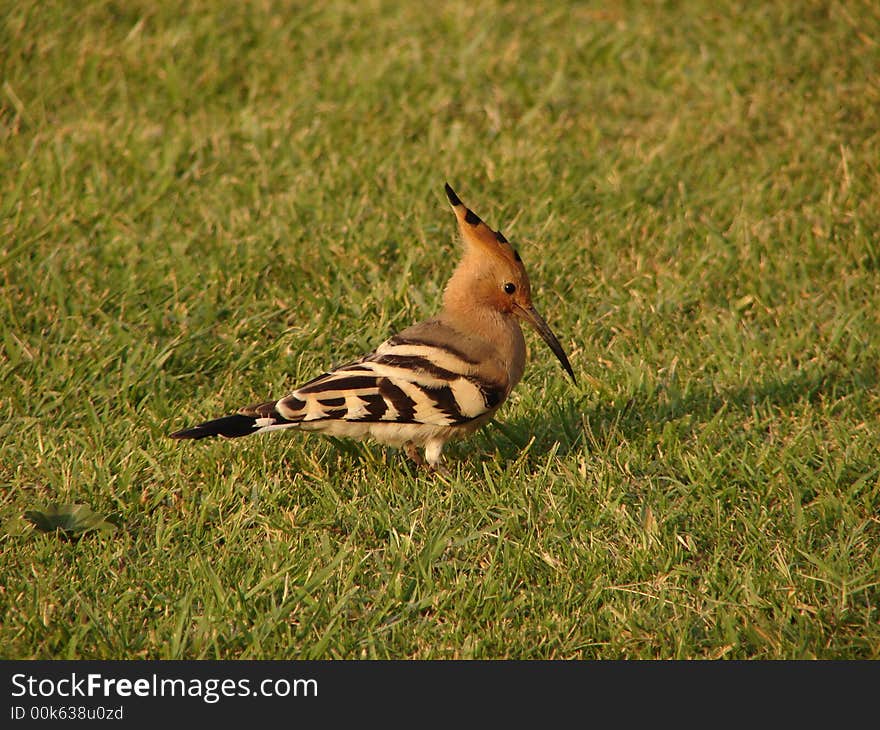 Hoopoe in a grassland