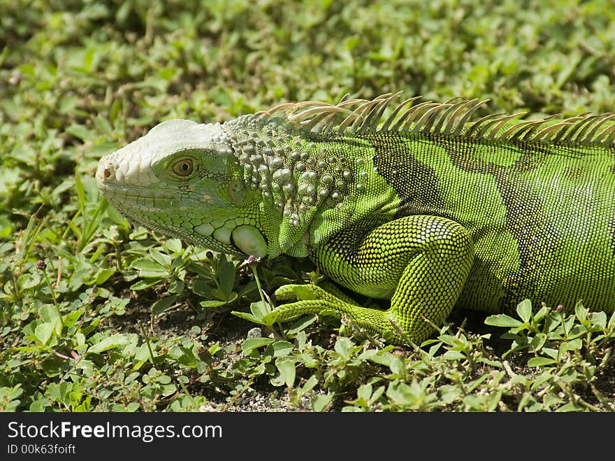 A Green Iganua crawls on the grass at Founder's Park in the Florida Keys