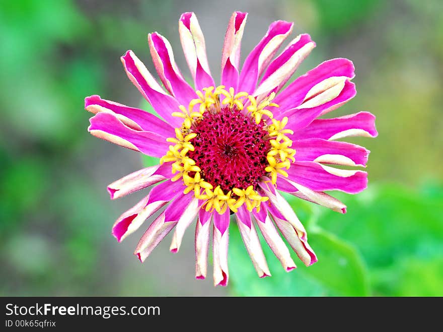 Close up of  pink flower