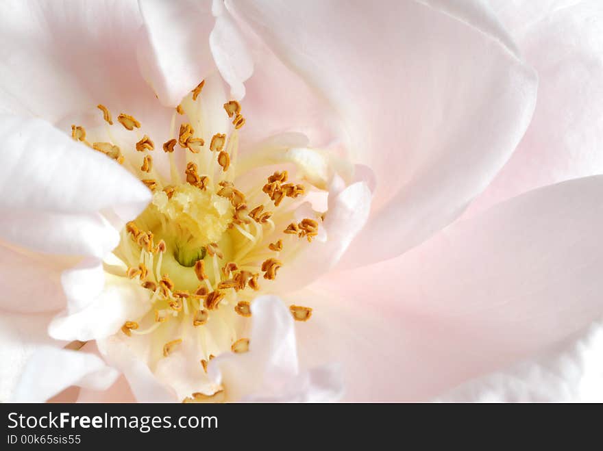 Close up of pink flower. Close up of pink flower