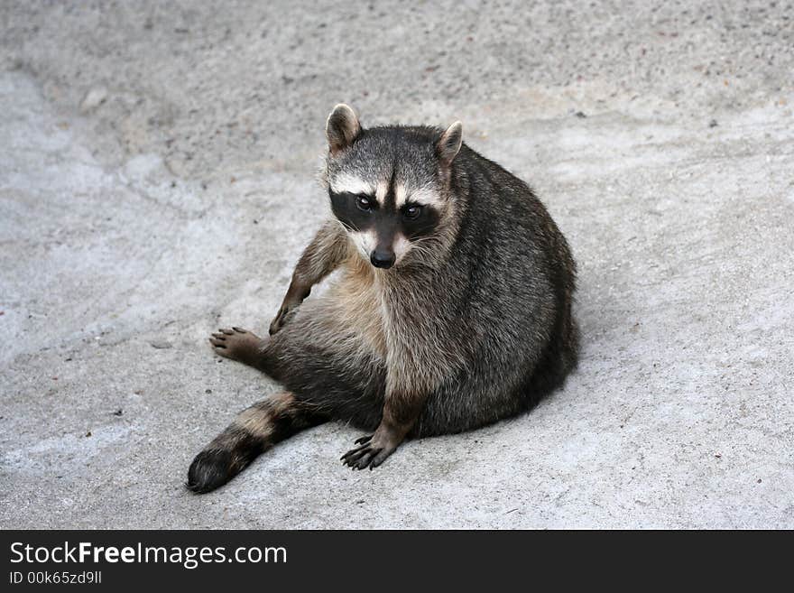 Raccoon