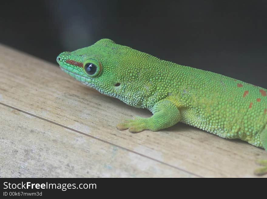 Giant Madagascar Day Gecko