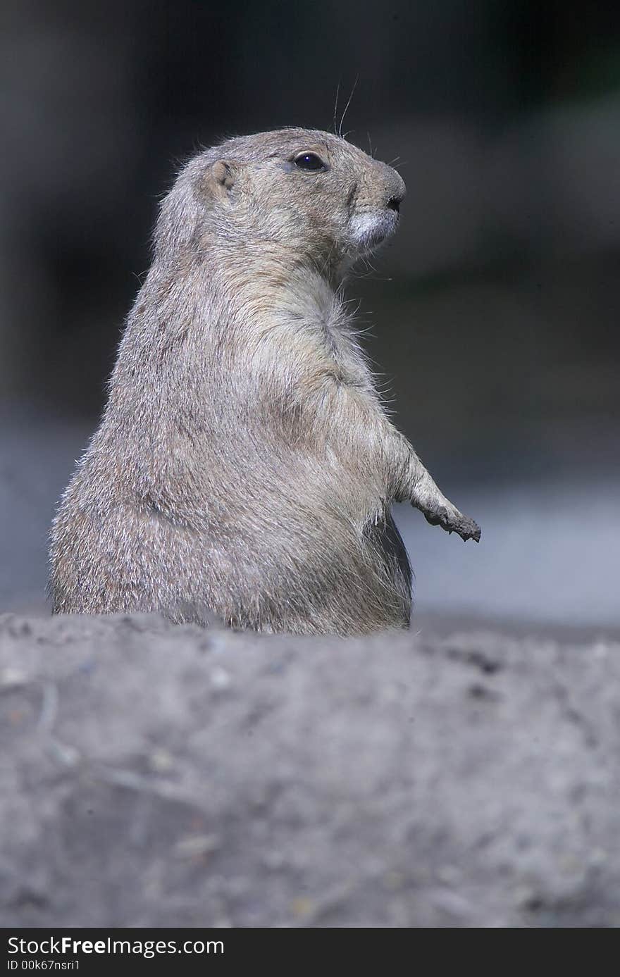 Prairie dog